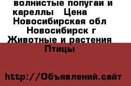 волнистые попугаи и кареллы › Цена ­ 700 - Новосибирская обл., Новосибирск г. Животные и растения » Птицы   